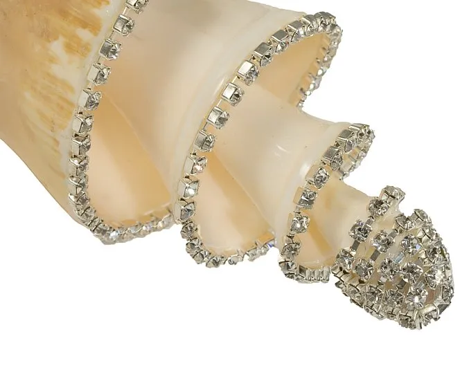 Neptune's Jewels Crystal Shell Collection Lambis Truncate Spiral