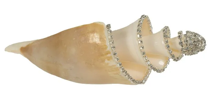 Neptune's Jewels Crystal Shell Collection Lambis Truncate Spiral